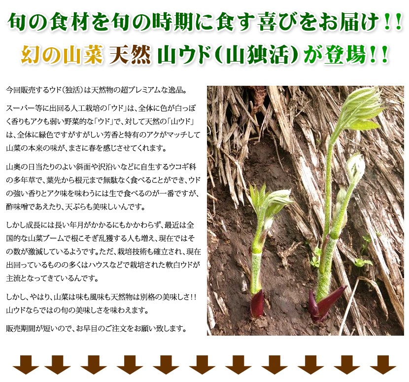 北海道産 天然 山ウド