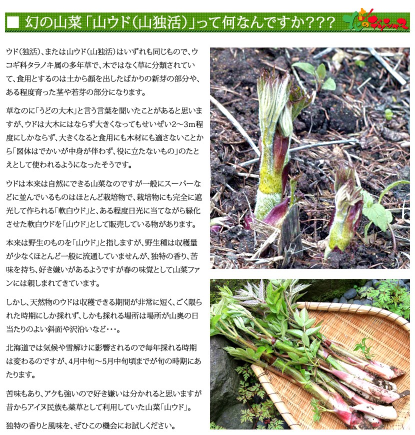 北海道産 天然 山ウド
