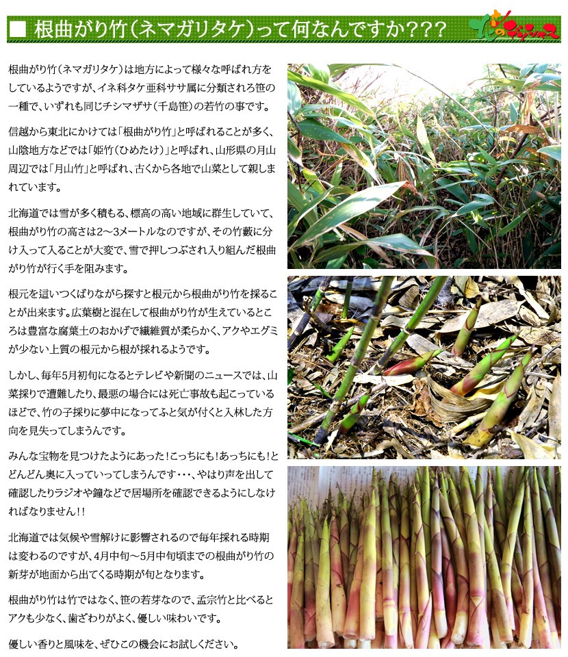 予約】北海道産 山菜 根曲がり竹 1kg(食用) 天然 ねまがり竹