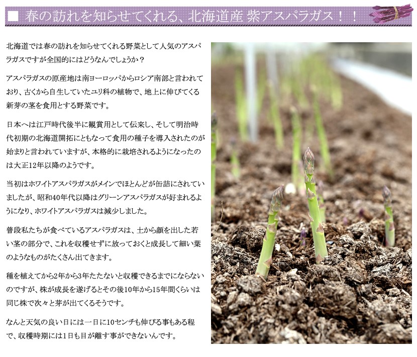 北海道産 アスパラ