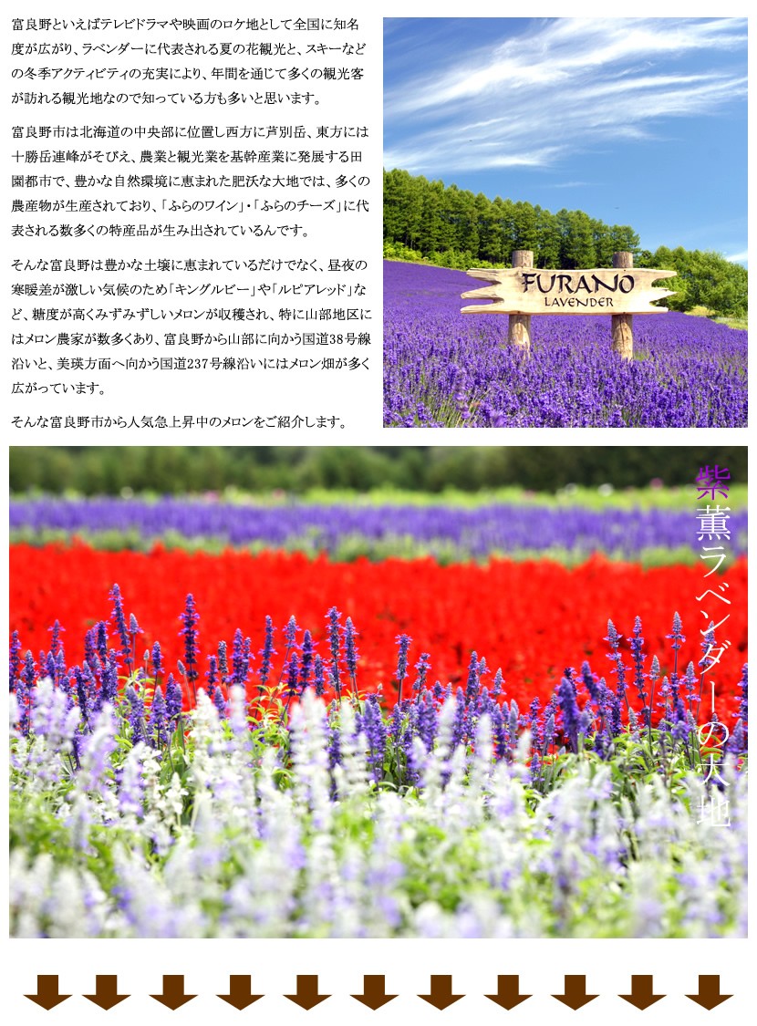 北海道産 富良野メロン