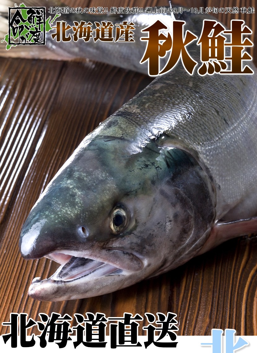 【予約】北海道産 生秋鮭 3.5kg(オス/冷蔵品) 限定 秋 秋鮭 秋しゃけ 秋サケ ギフト 贈り物 自宅用 家庭用 人気 北海道 グルメ 送料無料  お取り寄せ