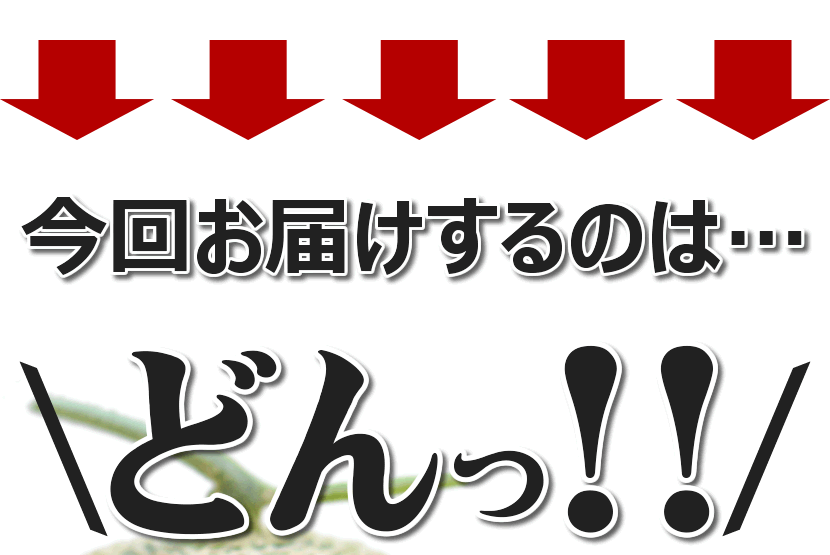 北海道産 富良野メロン