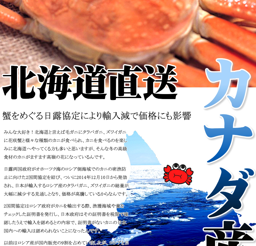 カナダ産 ズワイガニ