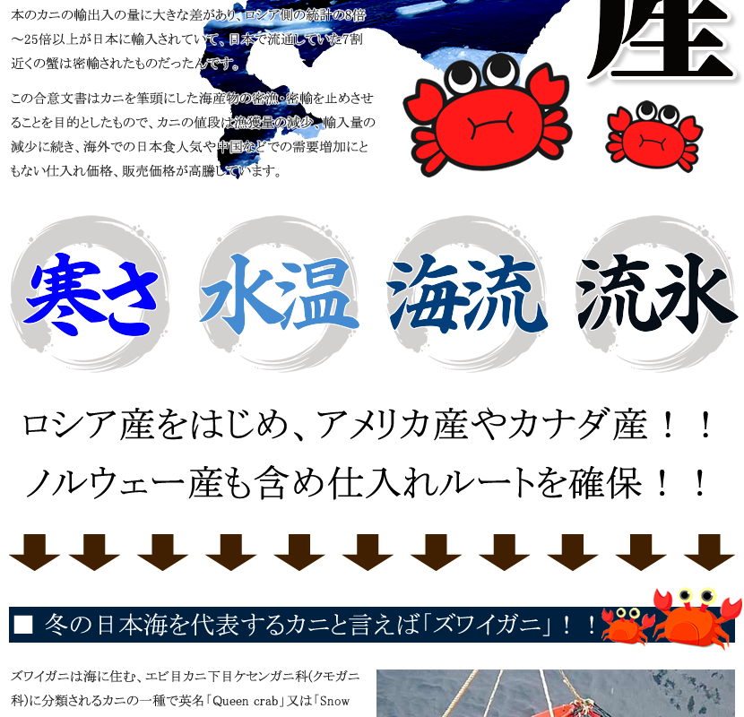 カナダ産 ズワイガニ