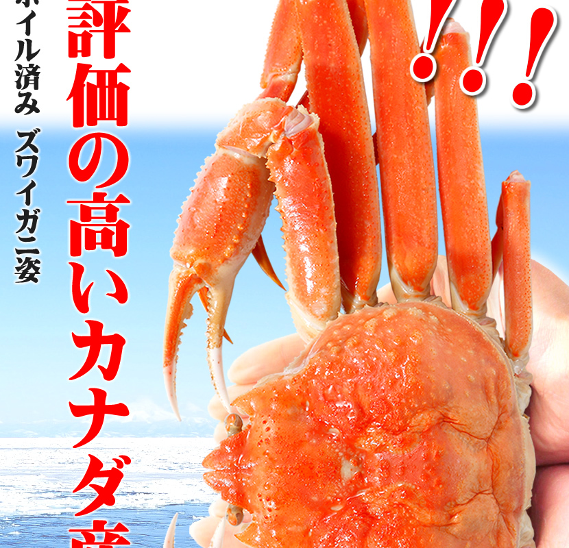 カナダ産 ズワイガニ