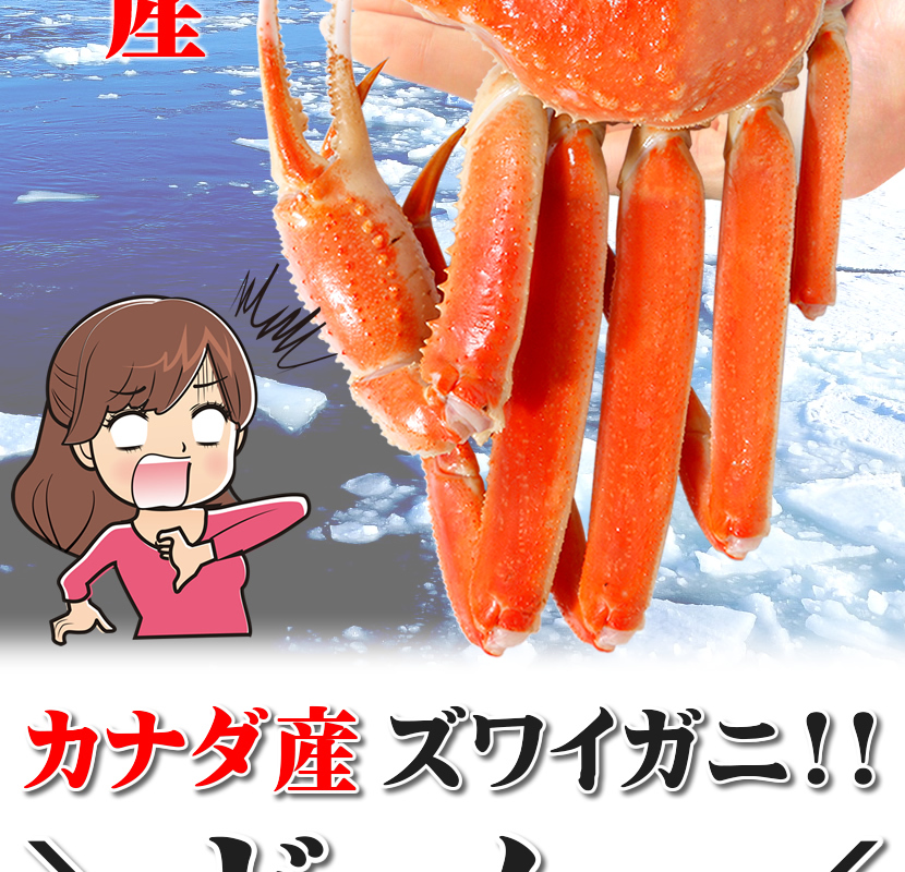 カナダ産 ズワイガニ