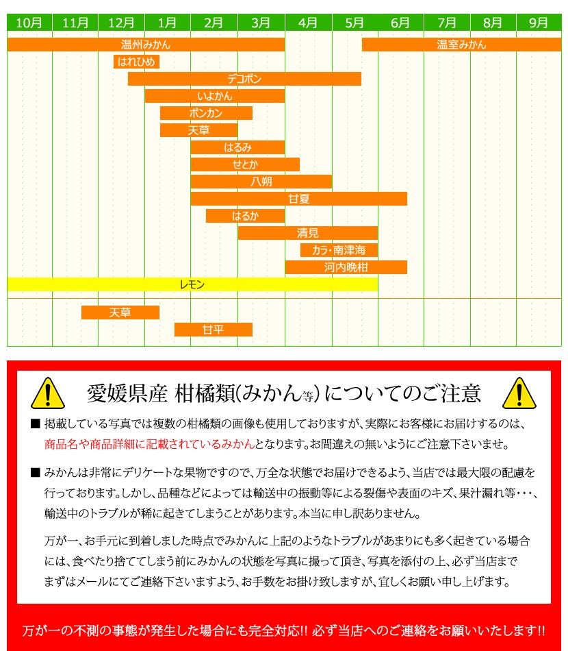 愛媛県産 みかん