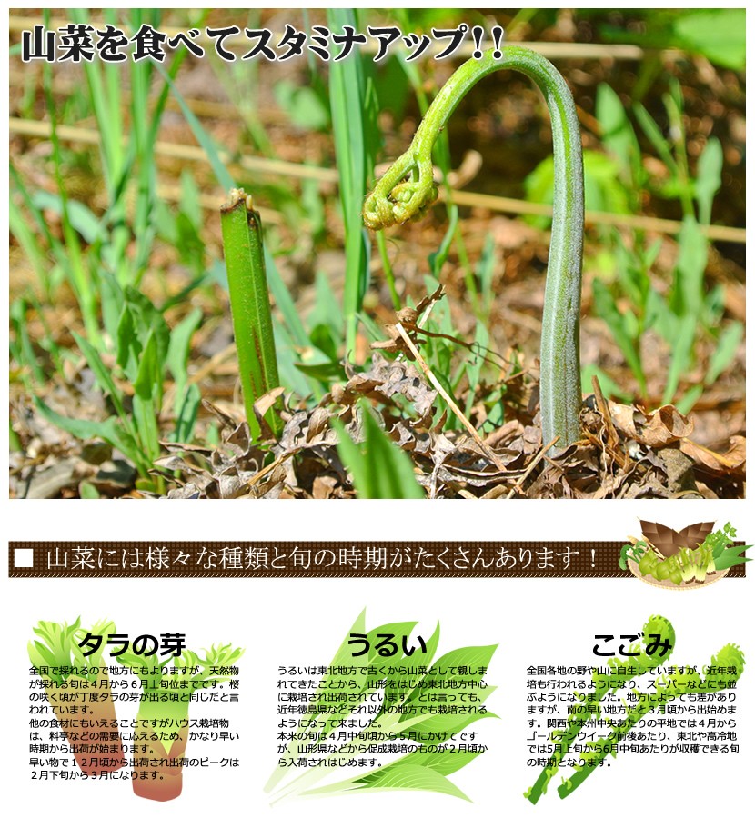 山形県産 山菜 タラの芽 1kg入り 春の味覚 山の幸 山菜の王様 たらの芽