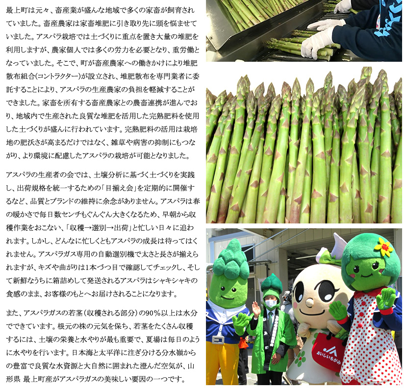 山形県産 アスパラガス