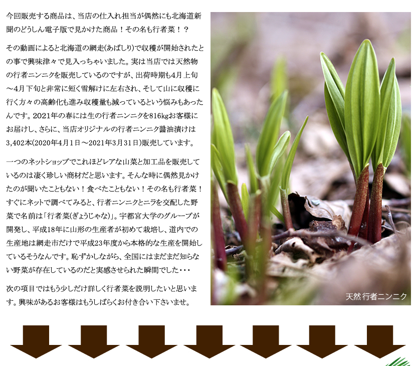 北海道 網走産 行者菜