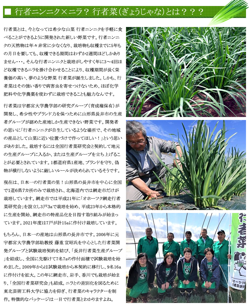 北海道 網走産 行者菜