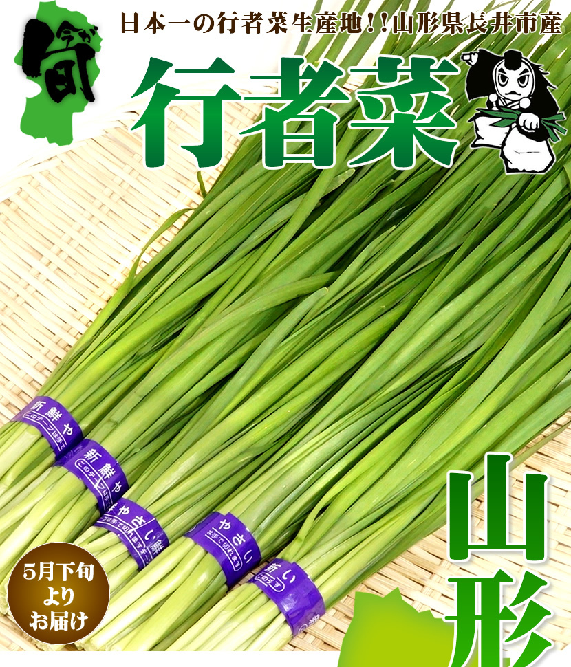 山形県 長井市産 行者菜