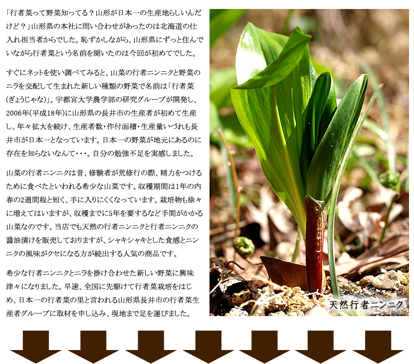 山形県 長井市産 行者菜