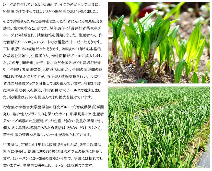 山形県 長井市産 行者菜