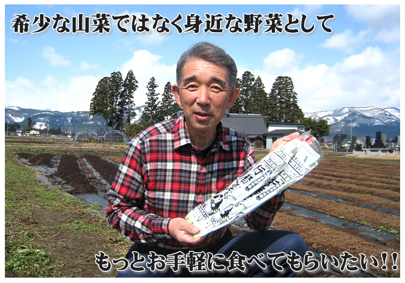 山形県 長井市産 行者菜