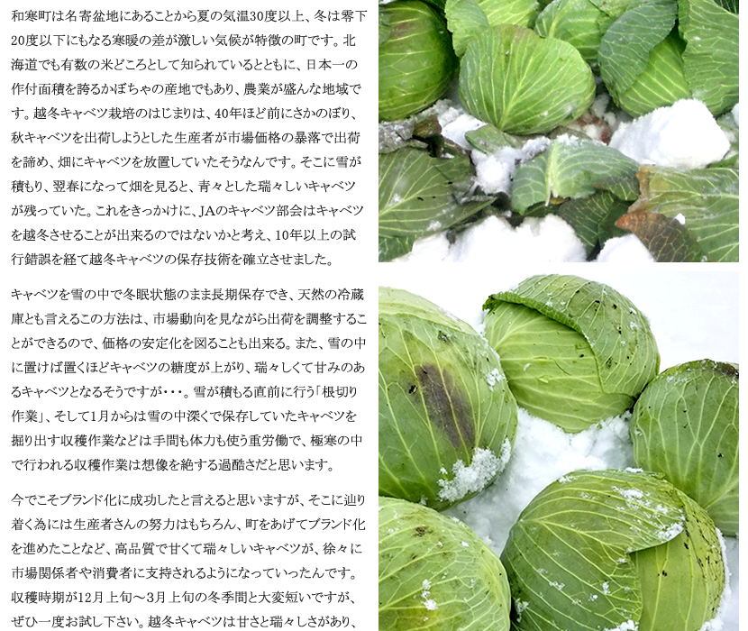 予約】北海道 和寒町産 越冬キャベツ 10kg (JA共撰/3玉〜6玉入り) わっさむ 雪の下キャベツ 冬キャベツ 越冬野菜 ギフト グルメ 北海道  お取り寄せ :nj-ettoukyabetsu-10kg:北のデリシャス - 通販 - Yahoo!ショッピング