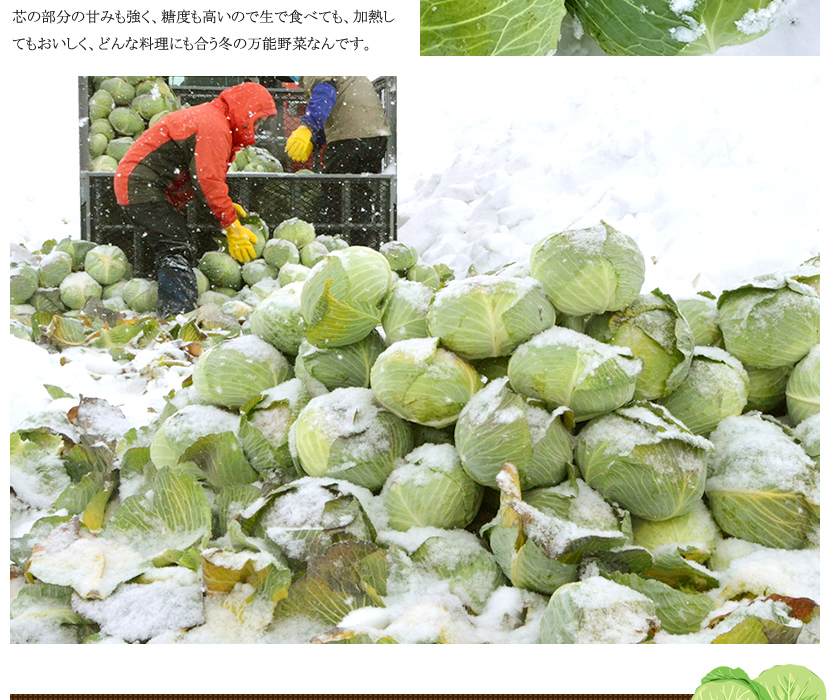 予約】北海道 和寒町産 越冬キャベツ 10kg (JA共撰/3玉〜6玉入り) わっさむ 雪の下キャベツ 冬キャベツ 越冬野菜 ギフト グルメ 北海道  お取り寄せ :nj-ettoukyabetsu-10kg:北のデリシャス - 通販 - Yahoo!ショッピング