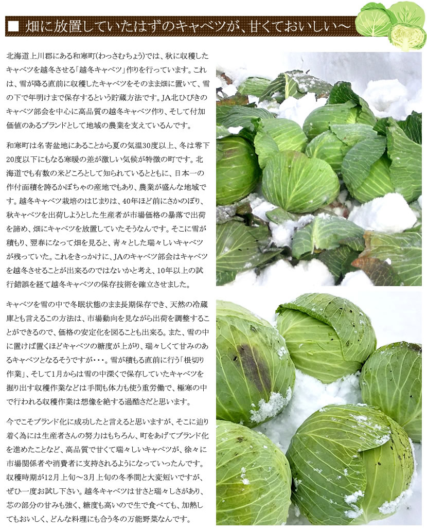 北海道 和寒町産 越冬キャベツ