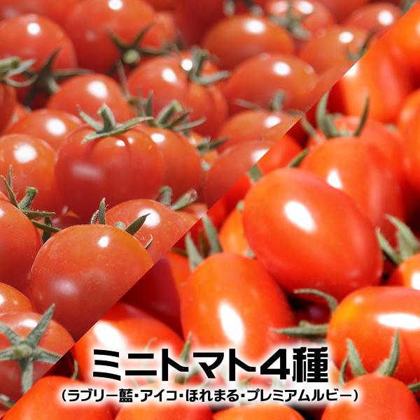 海外輸入 北海道産 南幌町 ミニトマト 1kg ラブリー藍orアイコ トマト 残暑見舞い ギフト プレゼント 自宅用 家庭用 人気 野菜 グルメ 送料無料 お取り寄せ お中元 ギフト ミニトマト 丸ミニトマト 1kg 北海道 余市 仁木産 北海道産 送料無料 フルーツ ギフト プレゼント 敬老の日