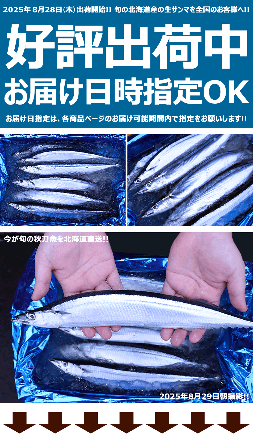 北海道産 生サンマ 出荷中