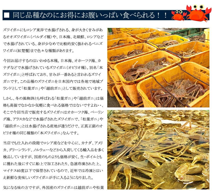 ロシア産 ズワイガニ