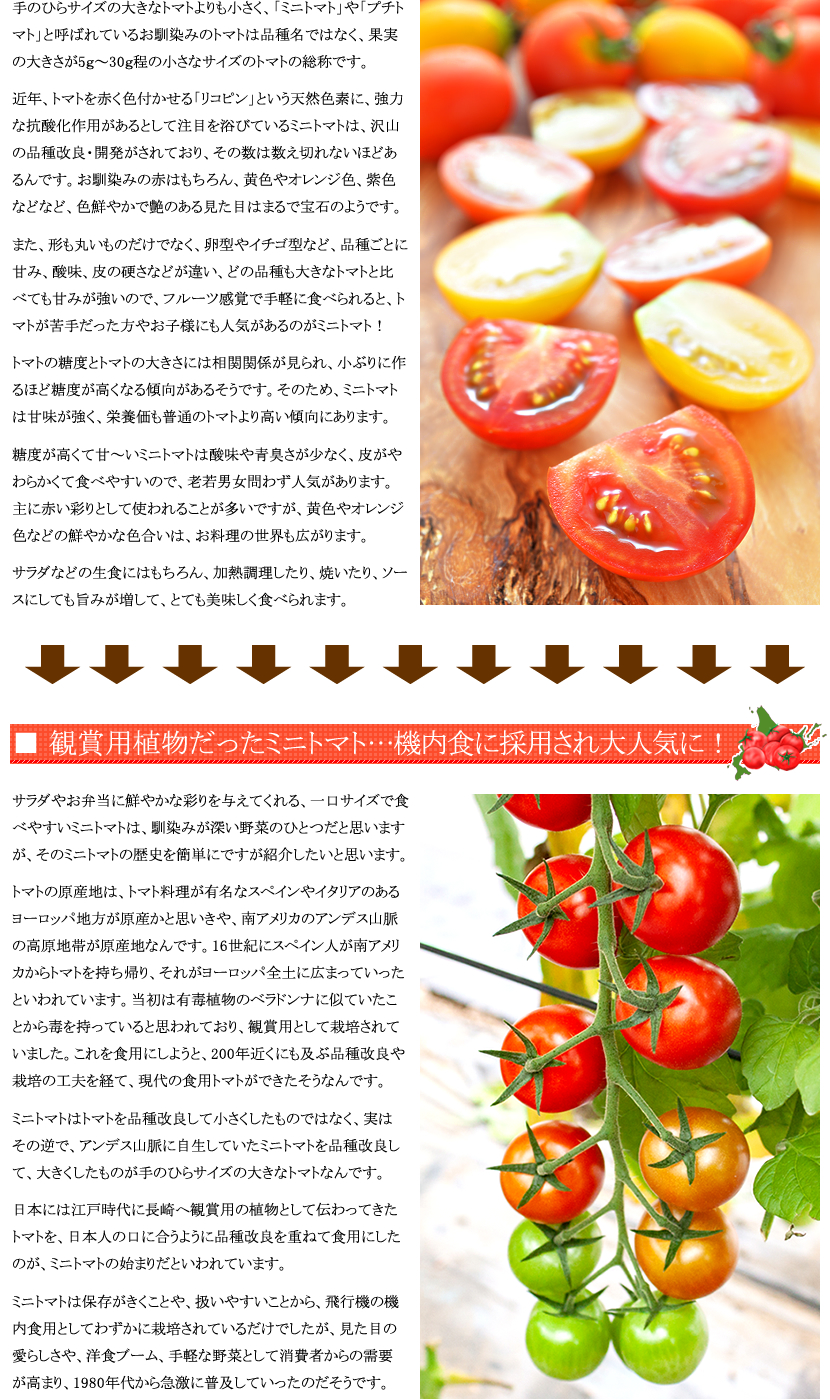 北海道産 南幌町 ミニトマト3種詰め合わせ