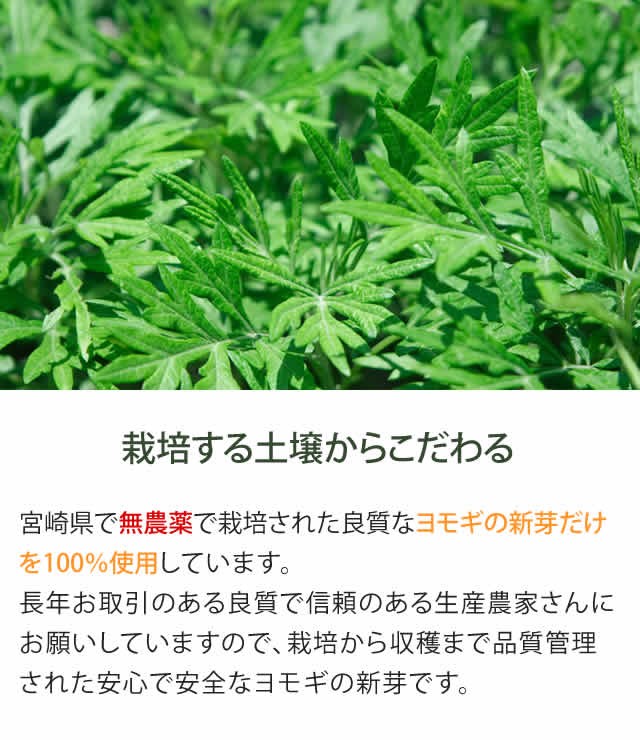 よもぎ青汁 100g 無農薬 国産（福岡県・滋賀県産） 残留農薬・放射能検査済 :10678321:がばい農園 - 通販 - Yahoo!ショッピング