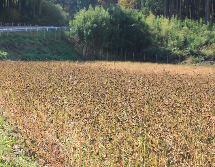 有機はと麦・有機黒豆・国産そば茶・有機コーン茶