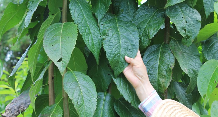 福岡県嘉穂郡 杜仲茶