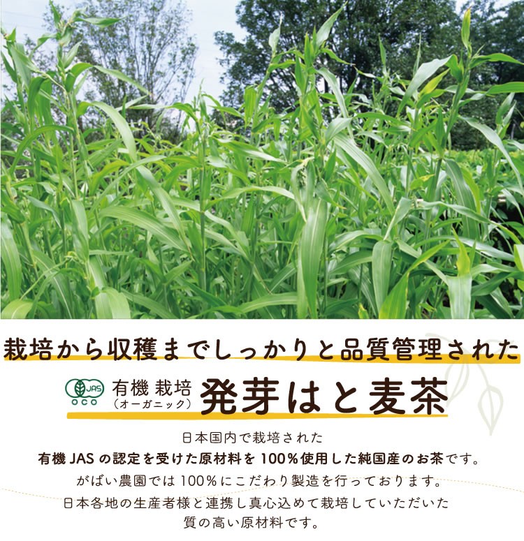 有機栽培 発芽はと麦茶 5g×40包 無農薬 国産（宮崎県） 残留農薬・放射能検査済 :y-htmgx1:がばい農園 - 通販 -  Yahoo!ショッピング