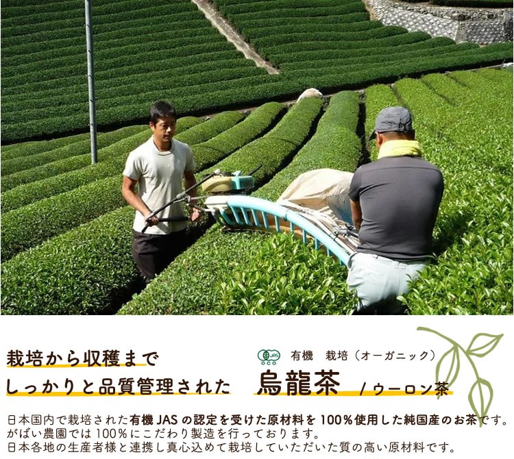 がばい農園 有機栽培 烏龍茶 3g×40包 お得な3個セット 栽培期間中農薬