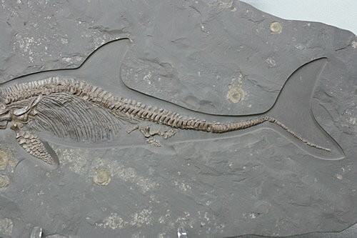 博物館クラス イクチオサウルス化石 : vip422 : ギャラリーメイスン