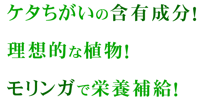 けた違いの栄養成分！