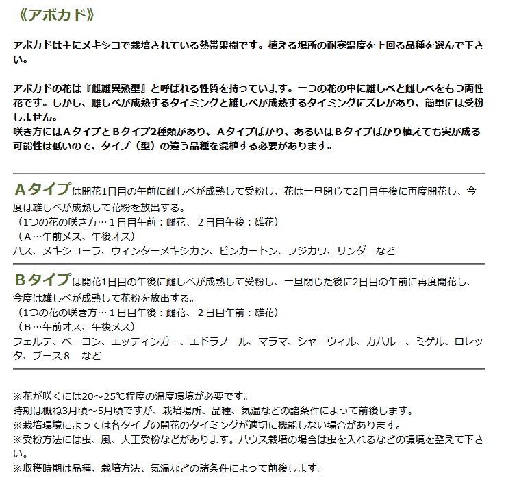 ハス】 接木苗 アボカド ※通常発送※ [はす 果樹苗木 ワニナシ ガーデン