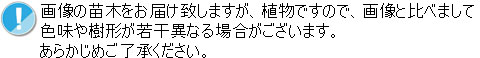 現品!! 【ミッション】(３０) ５年生苗 １０号鉢 オリーブT [花木苗木・常緑樹・庭木] ミッション 花木苗木