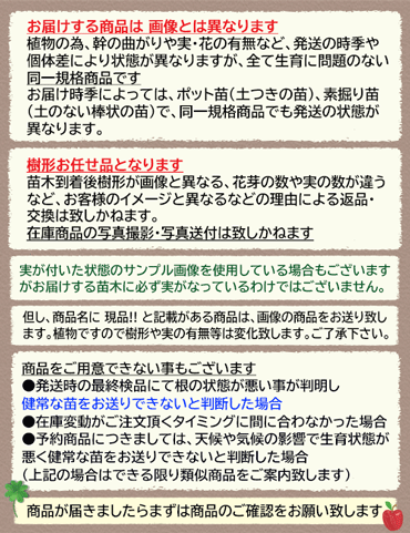 ベーコン】 接木苗 アボカド ※２０２４年３月下旬以降順次通常発送