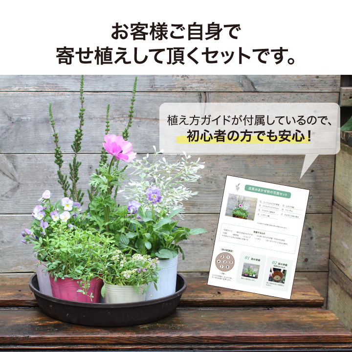 タカショー ＼【期間限定】2026/1/15まで／寄せ植え 苗 花 花苗