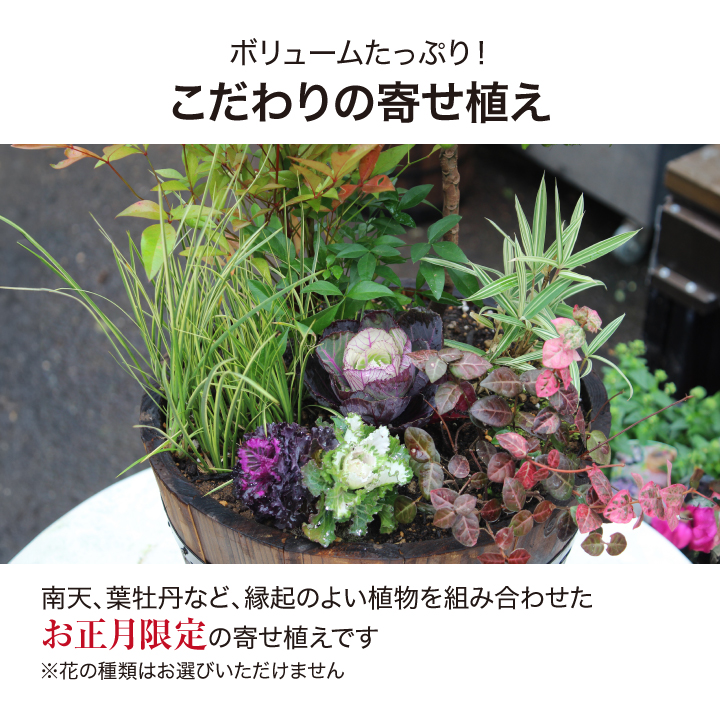 タカショー 【50セット限定】＼販売期間：12/19(金)まで／寄せ植え 苗