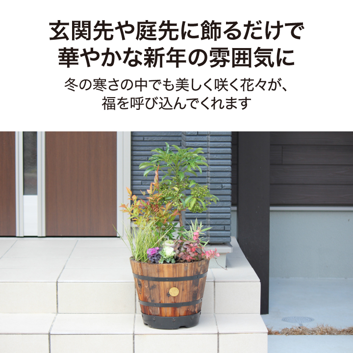 タカショー 【50セット限定】＼販売期間：12/19(金)まで／寄せ植え 苗