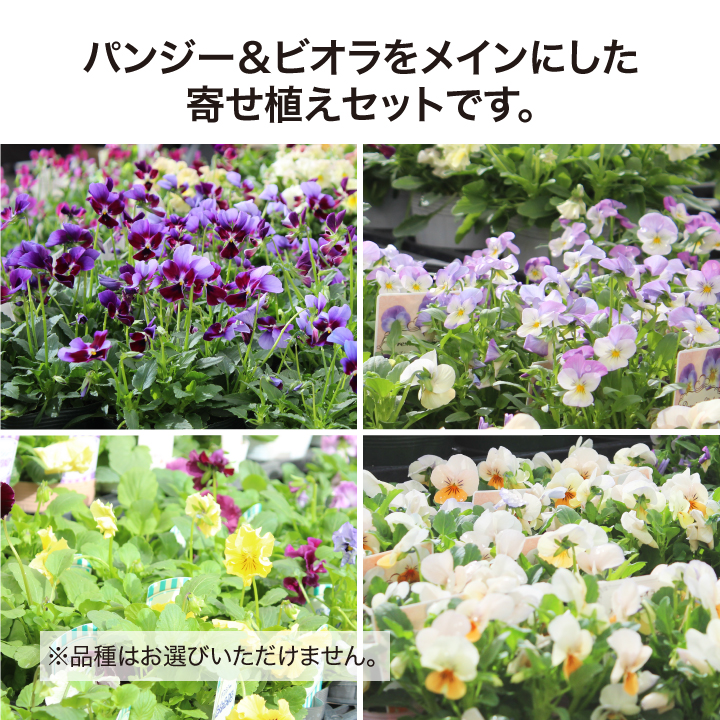 【お値引品】ビオラとジュリアンのマルチな寄せ植え プリムラジュリアンの寄せ植え ビオラ 黒すずめの寄せ植え 画像 | お花