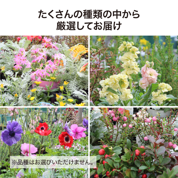 タカショー ＼【期間限定】2026/1/15まで／寄せ植え 苗 花 花苗