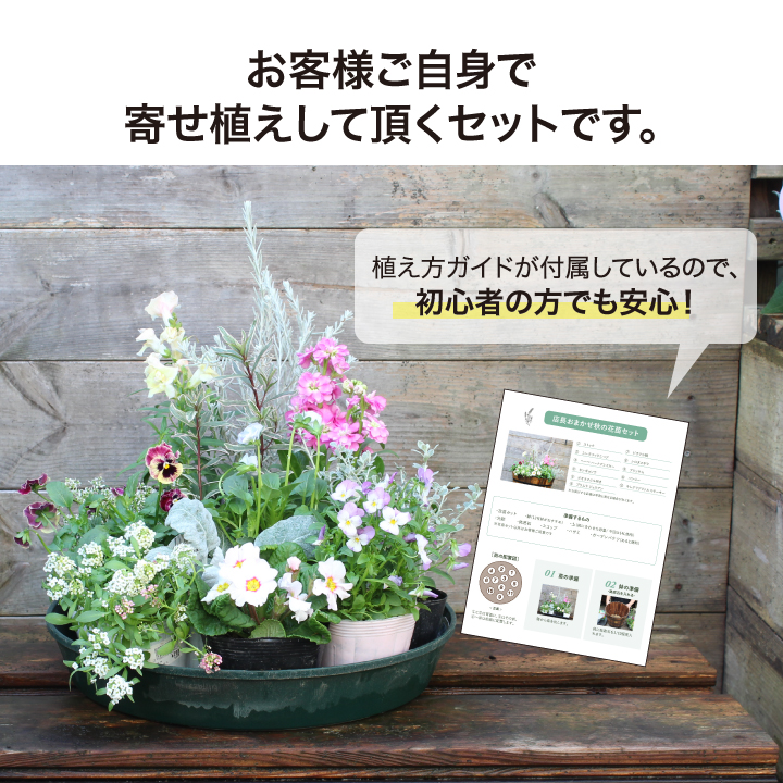 タカショー ＼【期間限定】2026/1/15まで／寄せ植え 苗 花 花苗