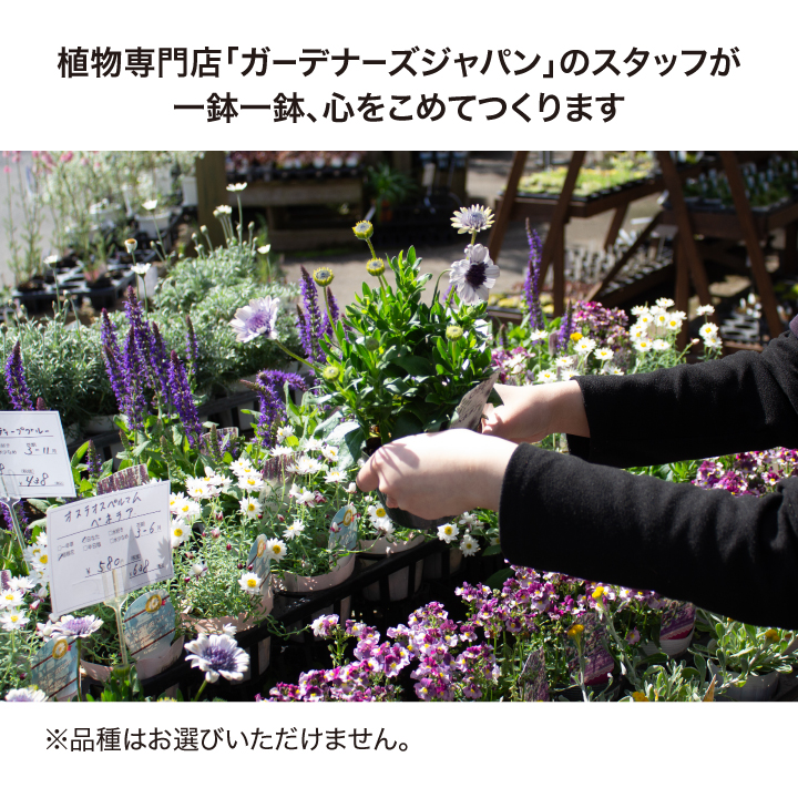 タカショー ＼【期間限定】2026/1/15まで／寄せ植え 苗 花 花苗