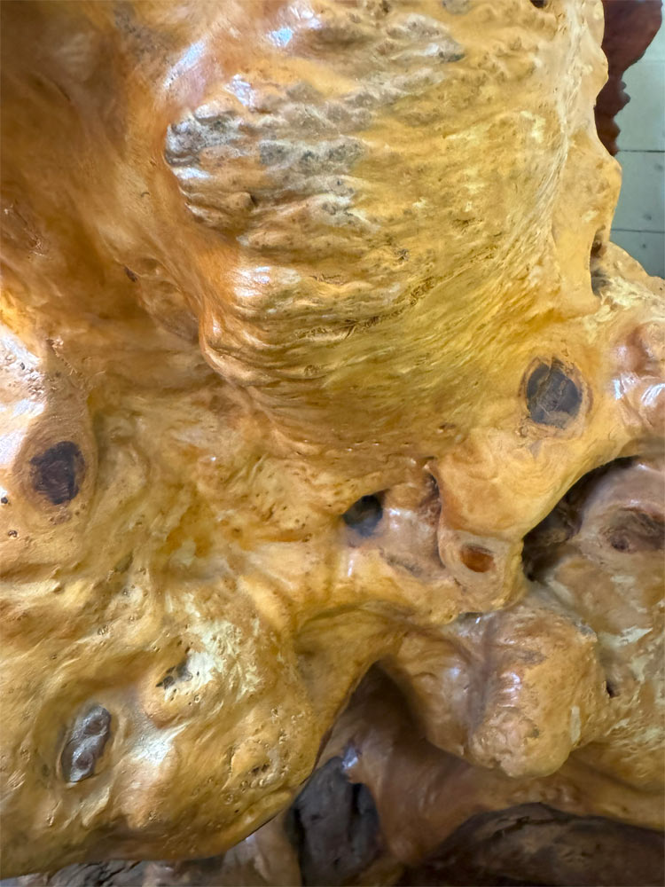 送料無料 自然木 楠 木の根 飾り台 展示品 オブジェ H75cm 天然木 置物