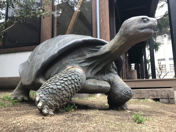 実物大 ガラパゴスの 陸亀 大きい カメ かめ 亀 爬虫類 リアル FRP