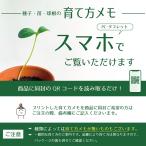 【種子】ミニトマト ティンカーベル ナント種苗のタネの詳細画像1