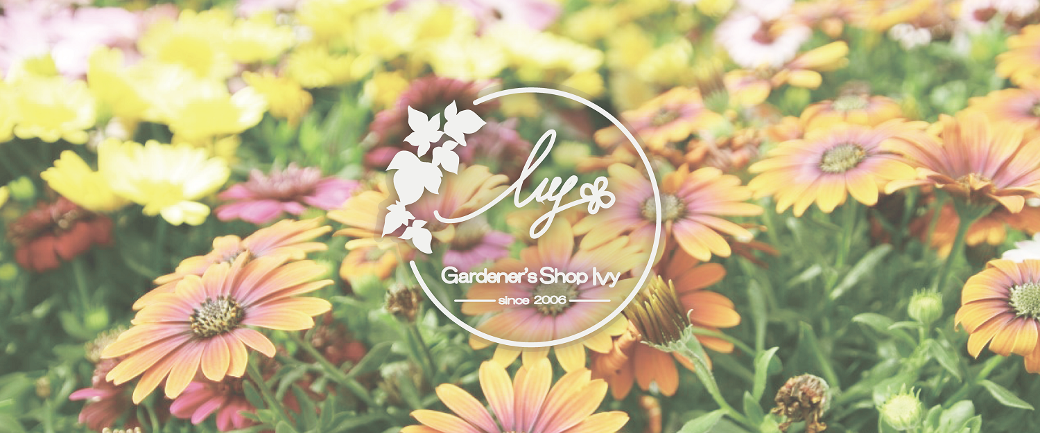 Gardener's Shop Ivy｜種子(タネ)・球根・苗・園芸用品の通販