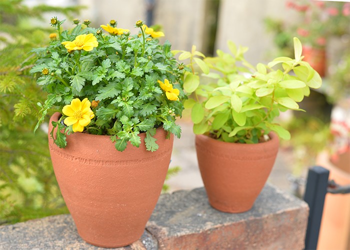 予約販売】ウィッチフォード 植木鉢 オーリキュラ ポット 直径10cm