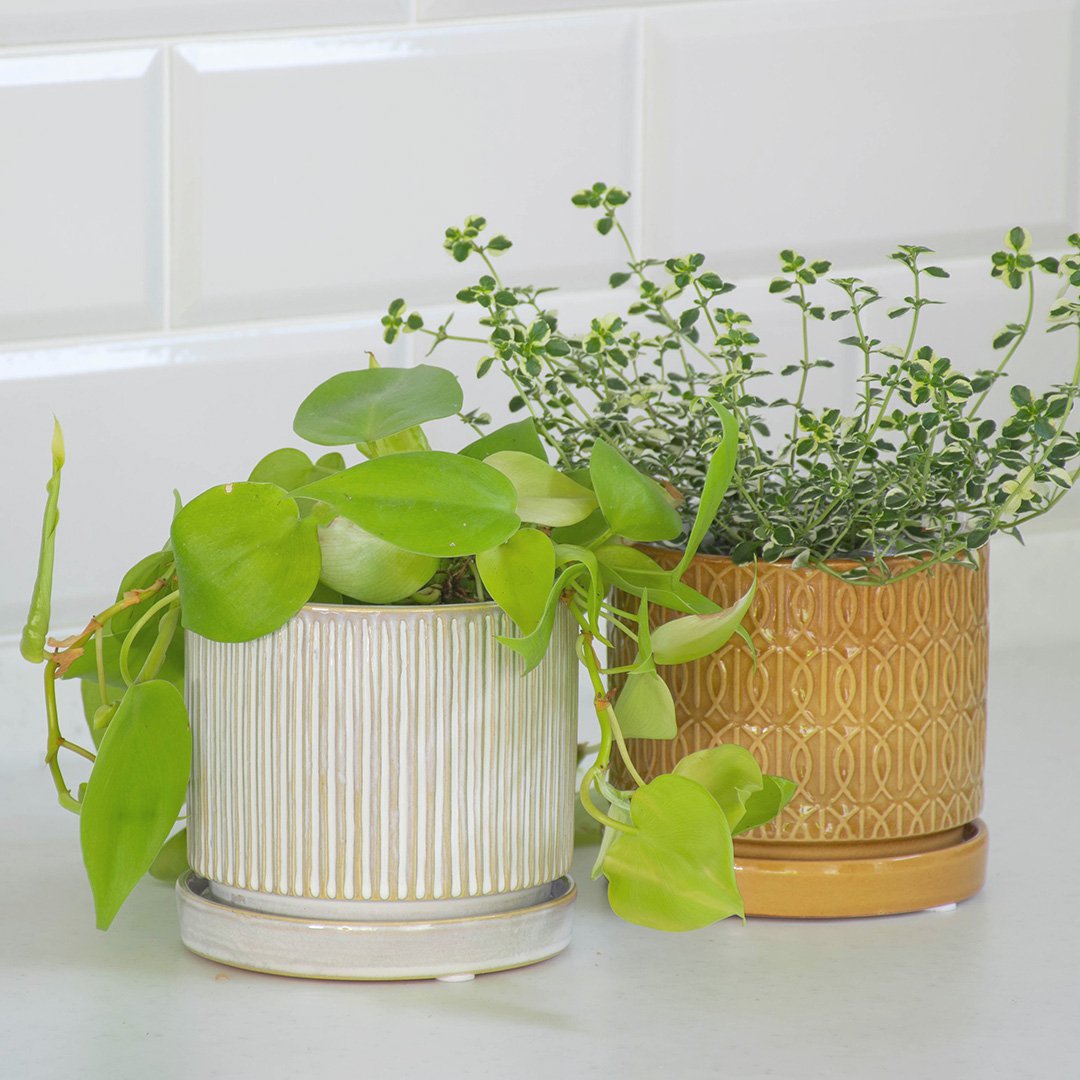植木鉢 ソーサー付き アルモニーポット Sサイズ 直径11.5cm 3号相当
